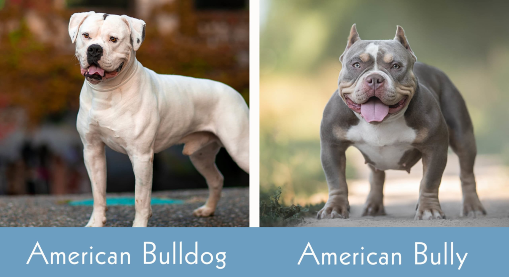 American v/s English Bulldog