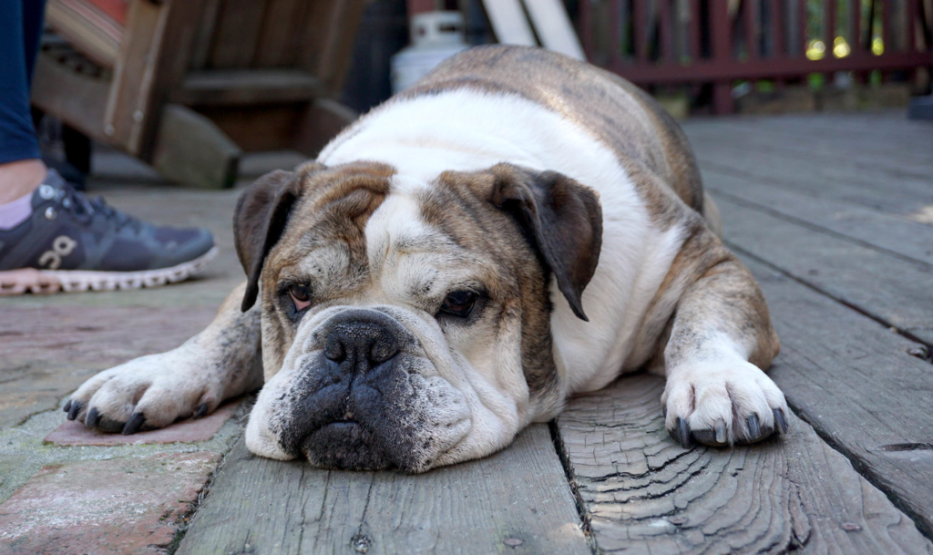 Why Do Bulldogs Have an Underbite?