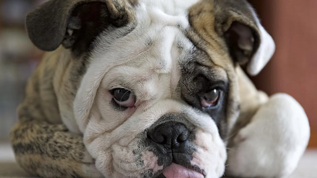 Why Do Bulldogs Have an Underbite?