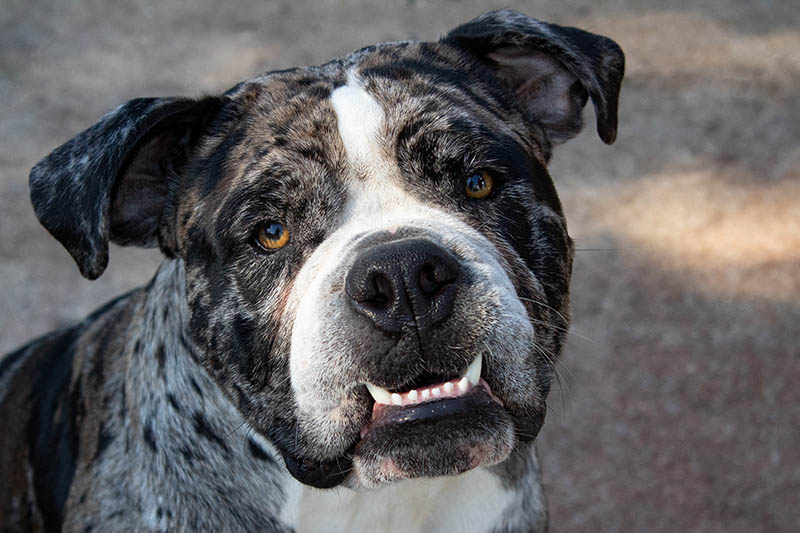 Why Do Bulldogs Have an Underbite?