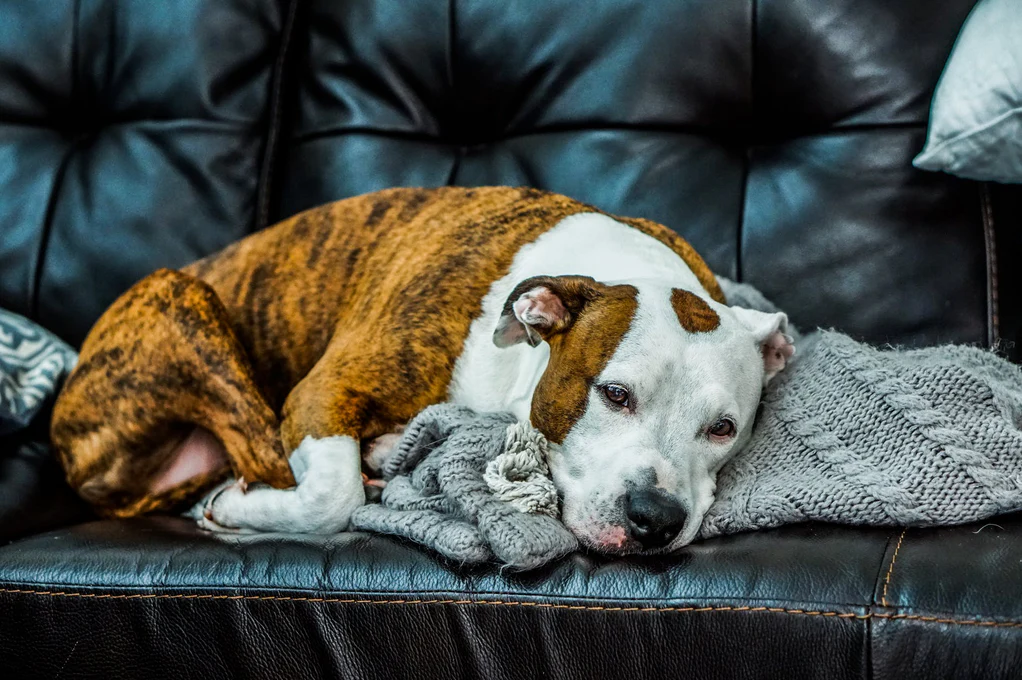 Why Does My Dog Lick The Couch?