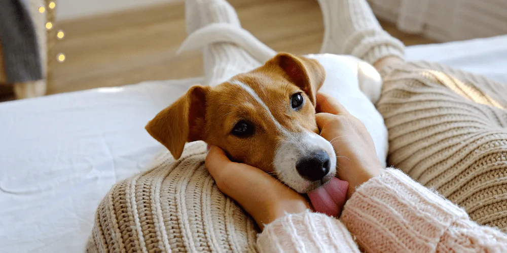 Why Does My Dog Lick The Couch?