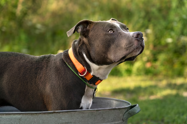 Best Dog Collars For Little Dogs