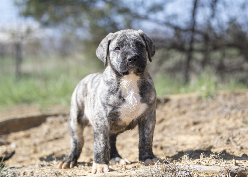 All About Presa Canario