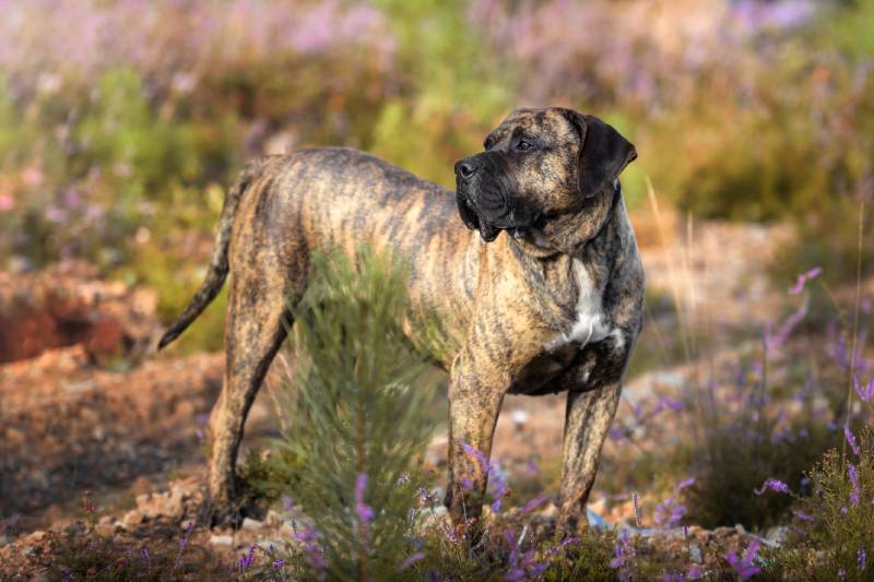 All About Presa Canario