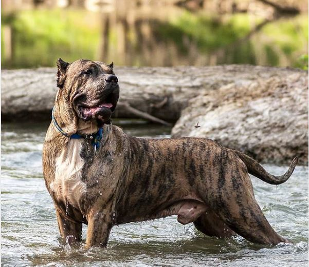 All About Presa Canario