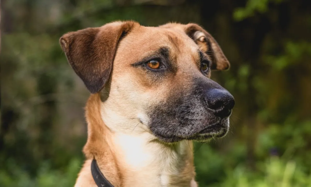 Black Mouth Cur Mix