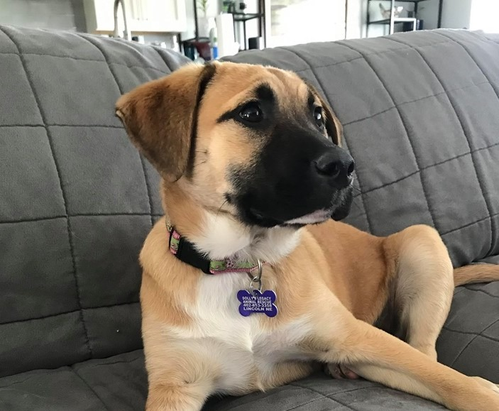 Black Mouth Cur Mix