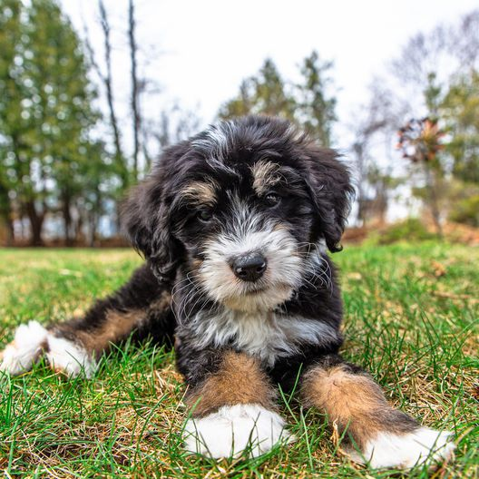 Do Bernedoodles Sheds a Lot?