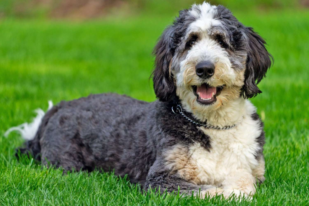 Do Bernedoodles Sheds a Lot?