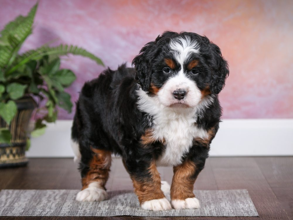 Do Bernedoodles Sheds a Lot?