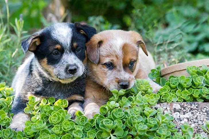 Australian Cattle Dog