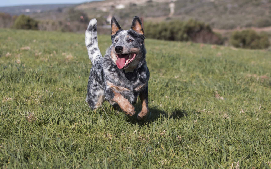 Australian Cattle Dog