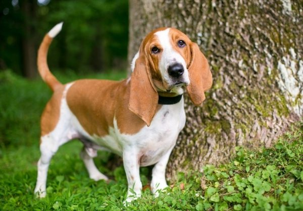 Basset Hound Colors