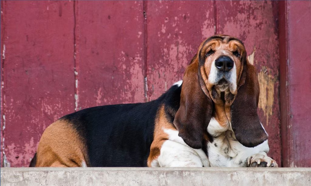 Basset Hound Colors