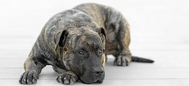 Black Presa Canario