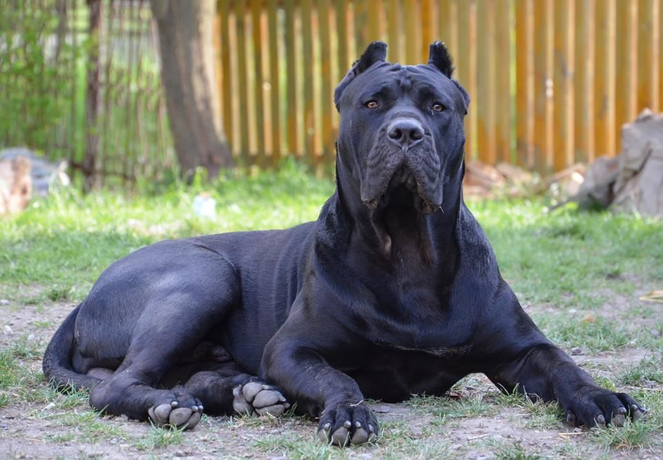 Black Presa Canario