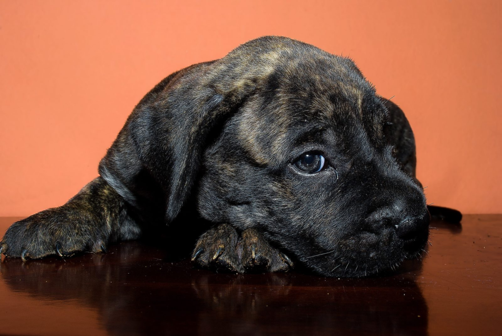 Black Presa Canario