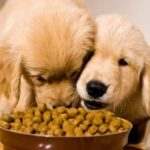 Wsava Dog Food