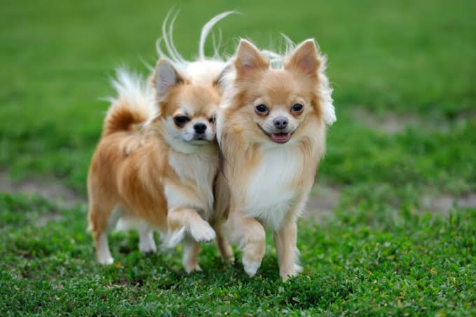 Chihuahua Teeth