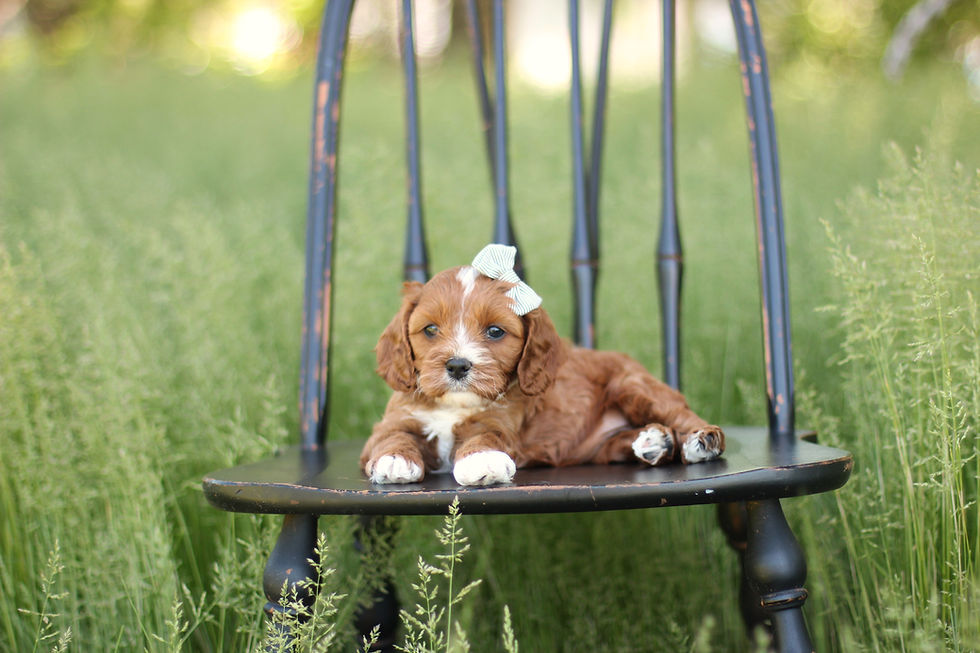 Golden Cavapoo