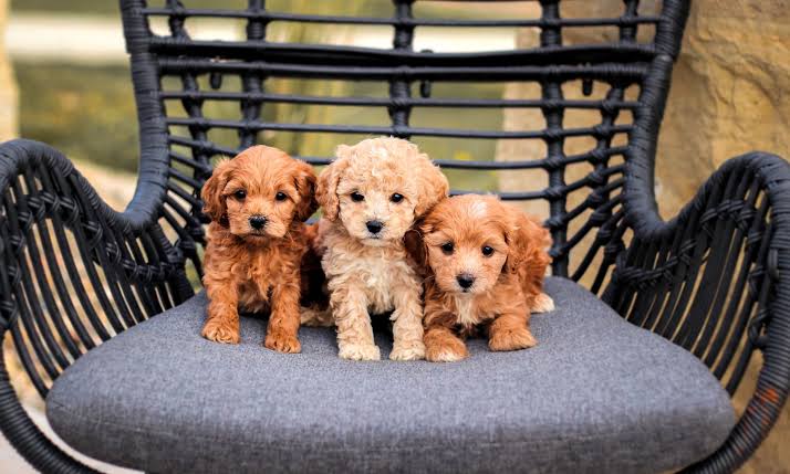 Golden Cavapoo