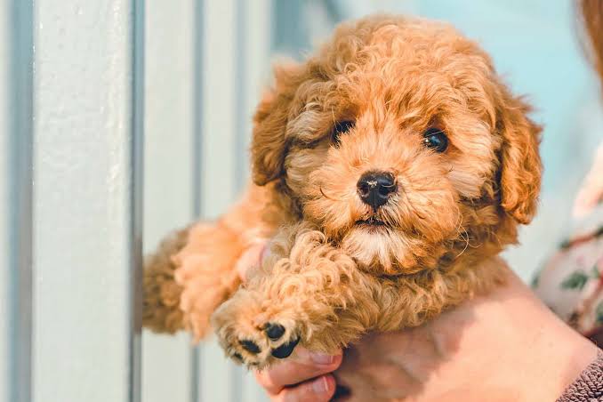 Golden Cavapoo