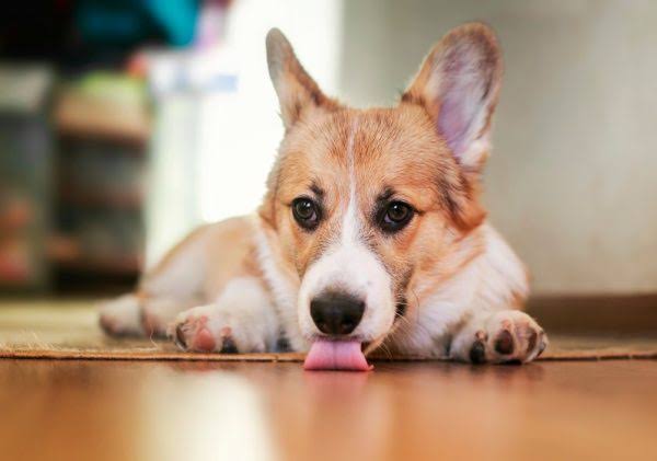 Why is My Dog Licking The Floor?