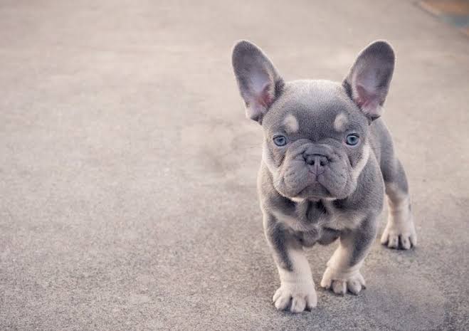 Mini French Bulldog