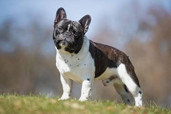 Mini French Bulldog