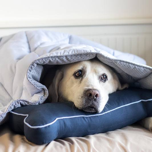 Best Blankets For Dogs