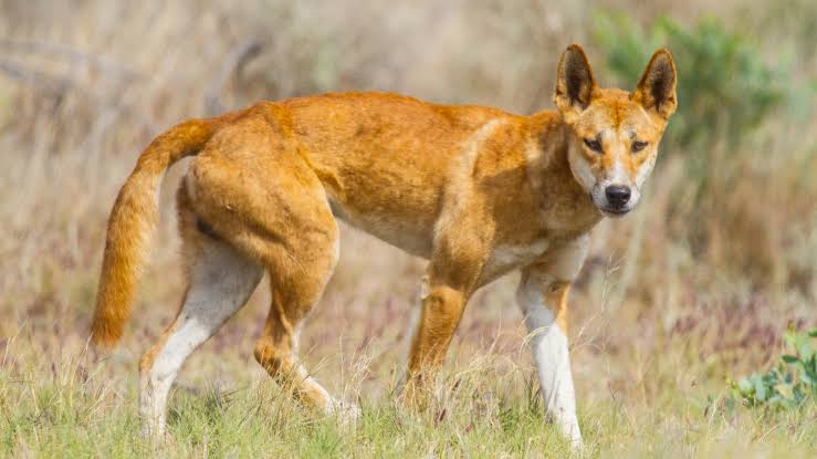 Dingo Habitat