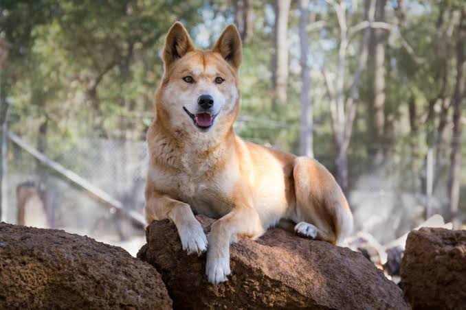 Dingo Habitat