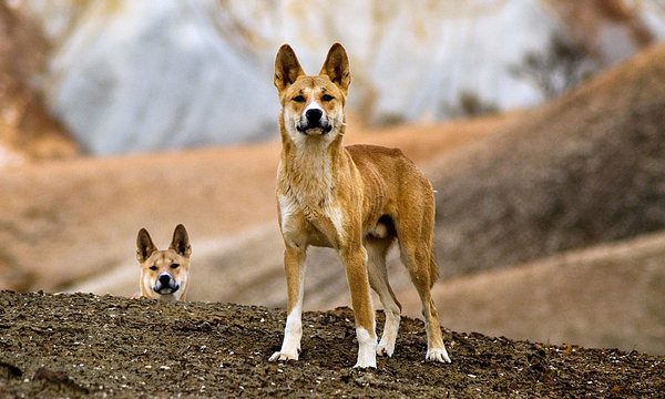 Dingo Habitat