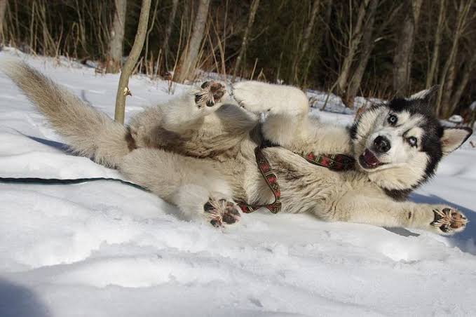 Husky Habitat