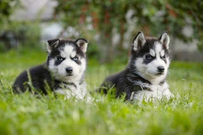 Husky Habitat