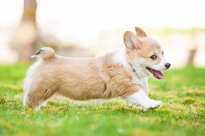 Corgi Habitat