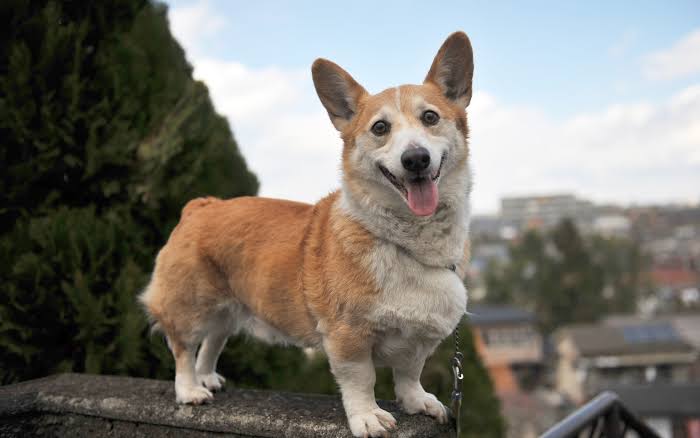 Corgi Habitat