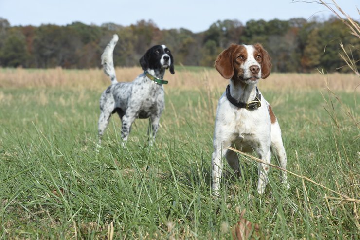 Bird Dog For Habitat