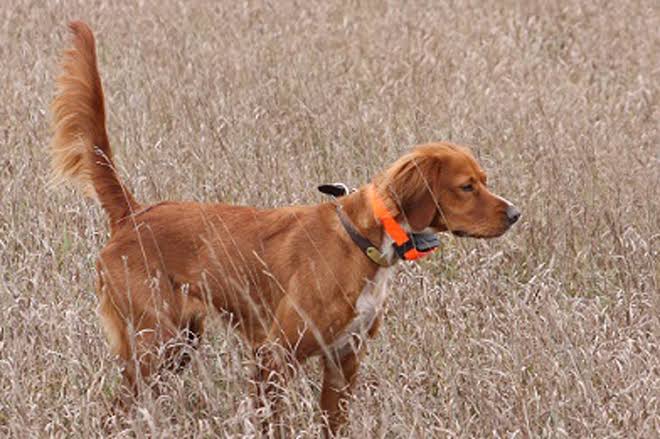 Bird Dog For Habitat