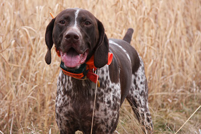 Bird Dog For Habitat