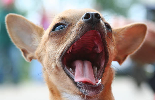 Chihuahua Teeth