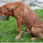 How to Choose WSAVA Approved Dog Food: 4 Simple Tips